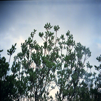 © Conny Höflich, aus der Arbeit "hier bin ich geboren", in progress