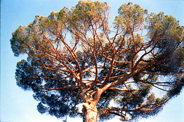 © Conny Höflich; aus "Sommerreise" (Arbeitstitel, work in progress)