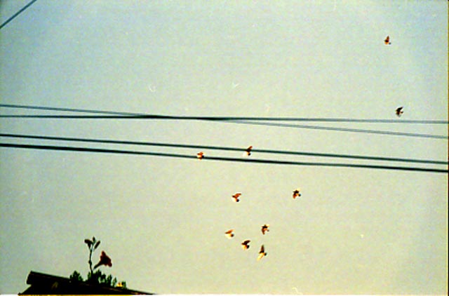 © Conny Höflich; aus "Sommerreise" (Arbeitstitel, work in progress)