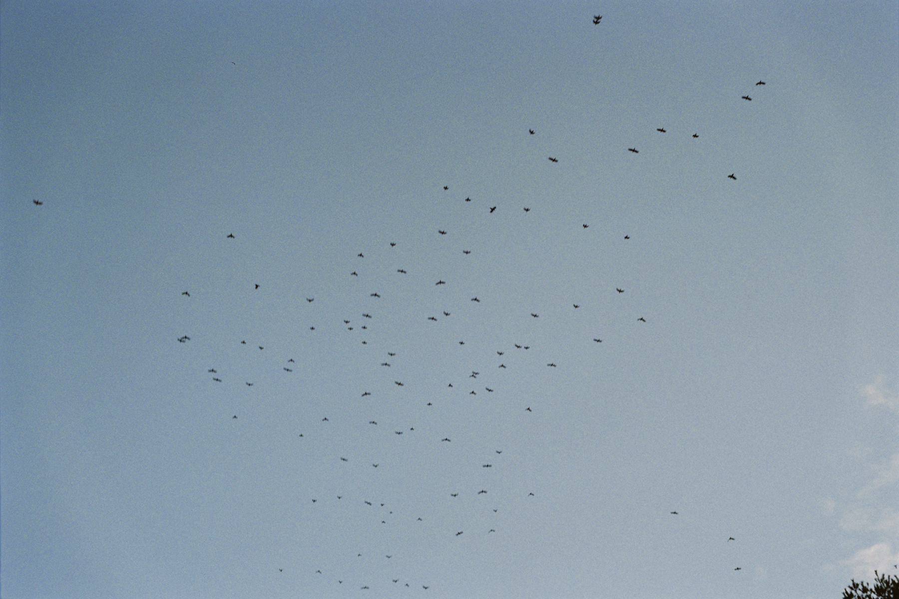 © Conny Höflich, aus der Arbeit "da denk ich, dass ich fliegen kann"